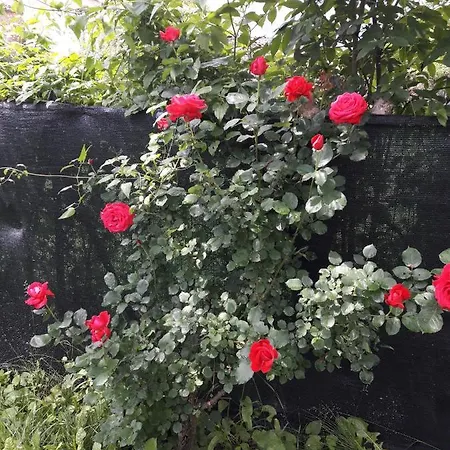 Refurbished 3 Bedroom In Emilia Tatil Evi Piacenza