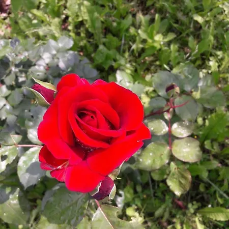 Tatil Evi Refurbished 3 Bedroom In Emilia Piacenza