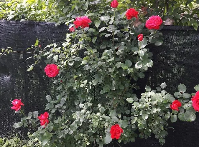 Refurbished 3 Bedroom In Emilia 度假居 皮亚琴察