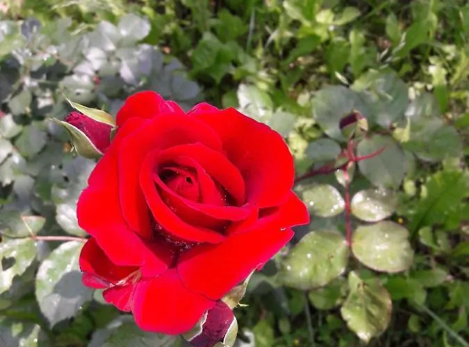 度假居 Refurbished 3 Bedroom In Emilia 皮亚琴察